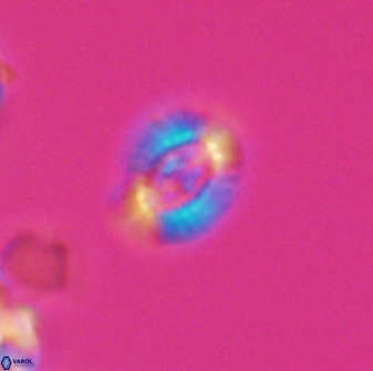 Cleistorhabdus williamsii 8835