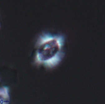 Cleistorhabdus williamsii 8836