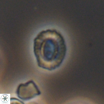 Cleistorhabdus williamsii 8837