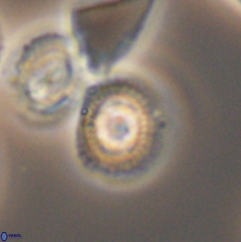 Cleistorhabdus williamsii 9461