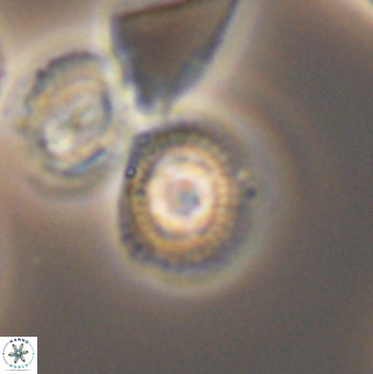Cleistorhabdus williamsii 9461