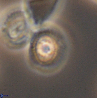 Cleistorhabdus williamsii 9462