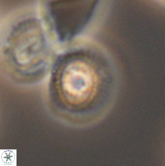 Cleistorhabdus williamsii 9462