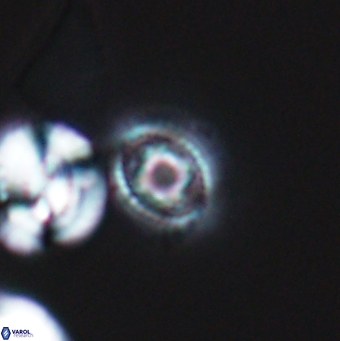 Cleistorhabdus williamsii 9463