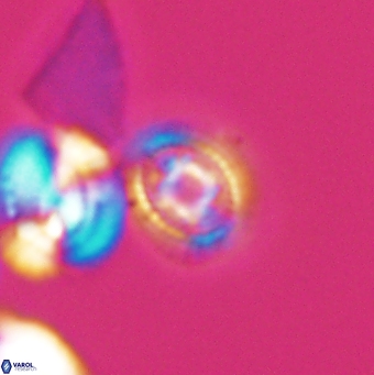 Cleistorhabdus williamsii 9464