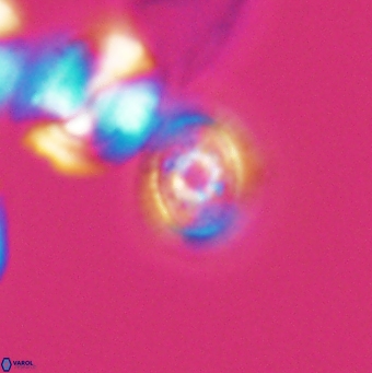 Cleistorhabdus williamsii 9465