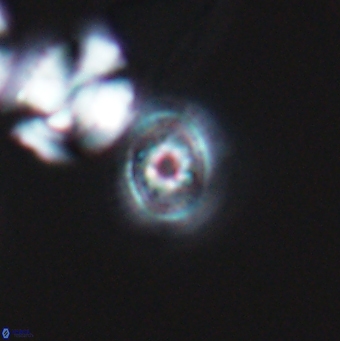 Cleistorhabdus williamsii 9466