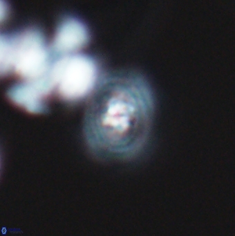 Cleistorhabdus williamsii 9467