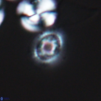 Cleistorhabdus williamsii 9469