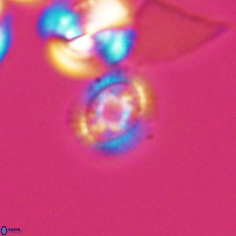 Cleistorhabdus williamsii 9470