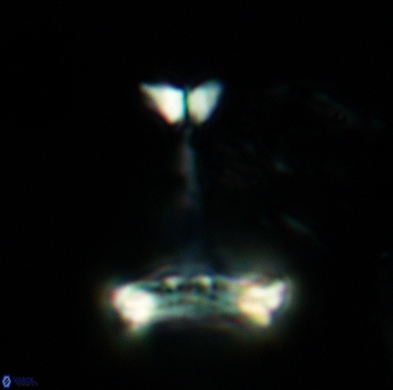 Cretarhabdaceae sp 3718