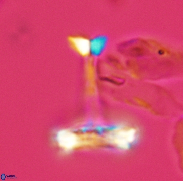 Cretarhabdaceae sp 3719