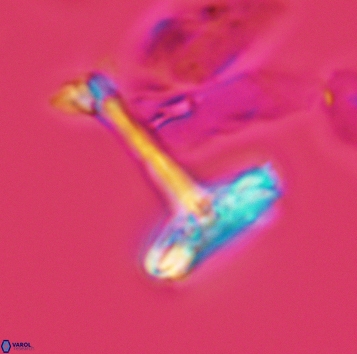 Cretarhabdaceae sp 3720