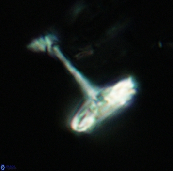 Cretarhabdaceae sp 3721