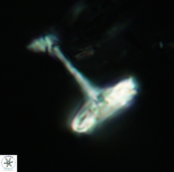 Cretarhabdaceae sp 3721