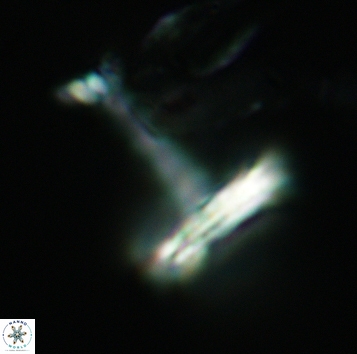 Cretarhabdaceae sp 3722