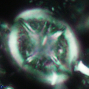 Cretarhabdus conicus 4835