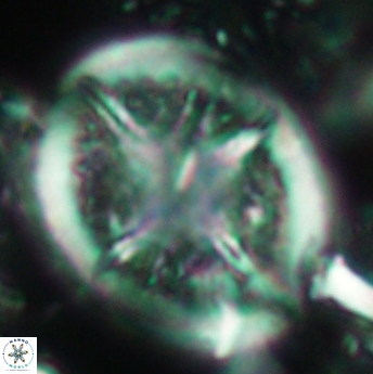 Cretarhabdus conicus 4835