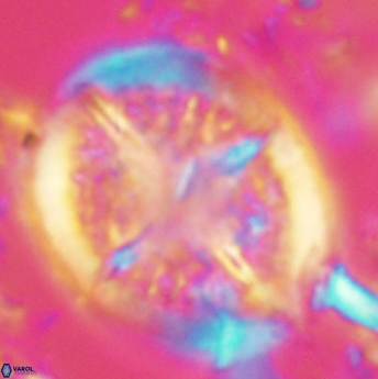 Cretarhabdus conicus 4836