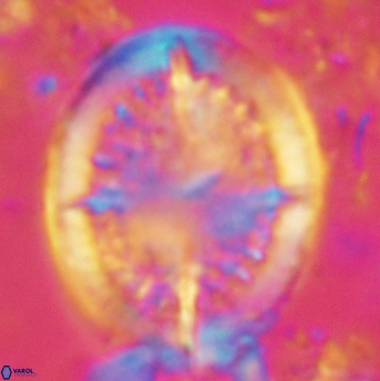 Cretarhabdus conicus 4837