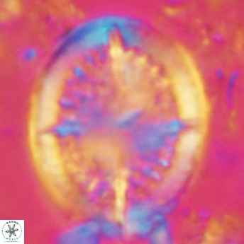 Cretarhabdus conicus 4837