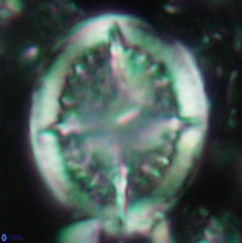 Cretarhabdus conicus 4838