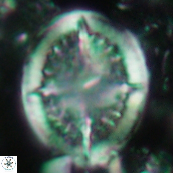 Cretarhabdus conicus 4838