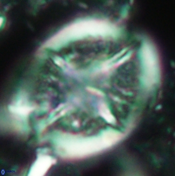 Cretarhabdus conicus 4839