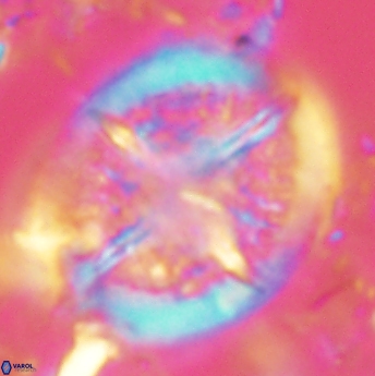 Cretarhabdus conicus 4840