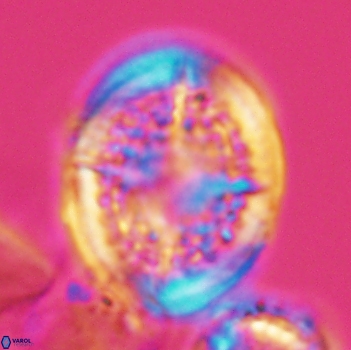 Cretarhabdus conicus 9854