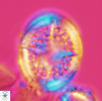 Cretarhabdus conicus 9854