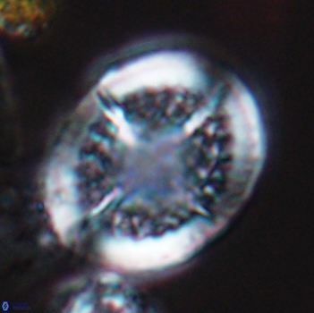 Cretarhabdus conicus 9855