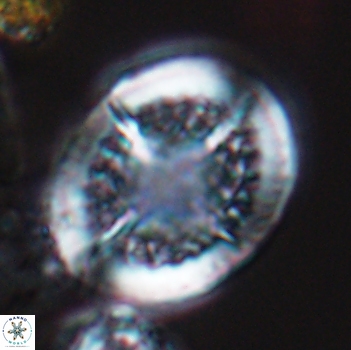Cretarhabdus conicus 9855