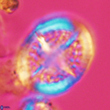 Cretarhabdus conicus 9856