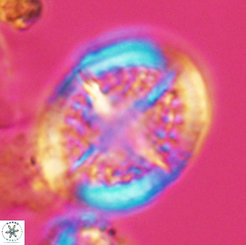 Cretarhabdus conicus 9856