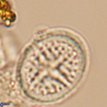 Cretarhabdus conicus 9857