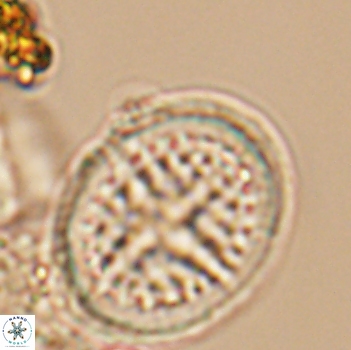 Cretarhabdus conicus 9857