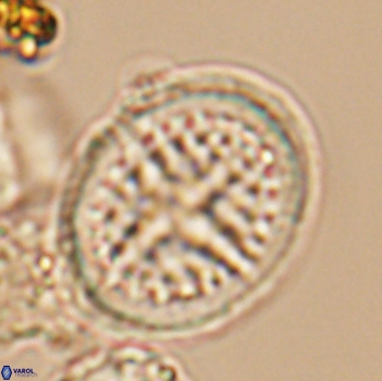 Cretarhabdus conicus 9858