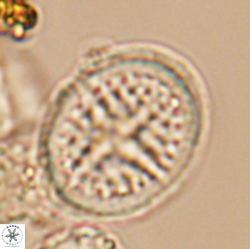 Cretarhabdus conicus 9858