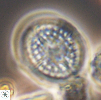 Cretarhabdus conicus 9859