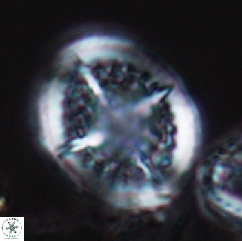 Cretarhabdus conicus 9851