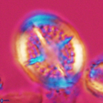 Cretarhabdus conicus 9852