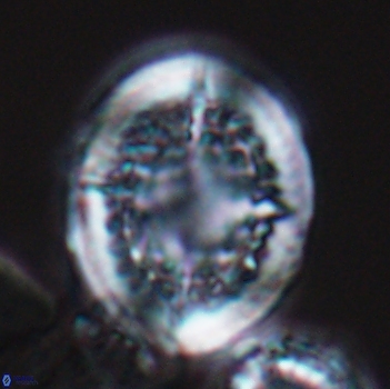 Cretarhabdus conicus 9853