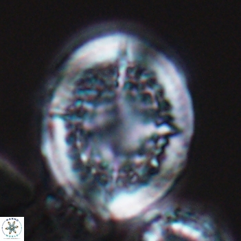 Cretarhabdus conicus 9853