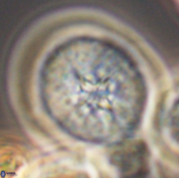 Cretarhabdus conicus 9860