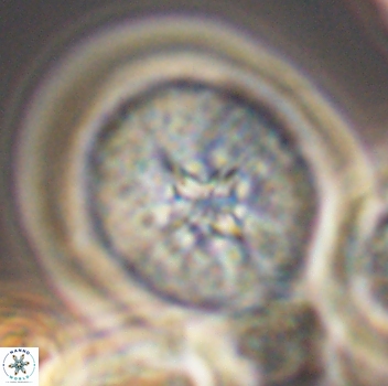 Cretarhabdus conicus 9860