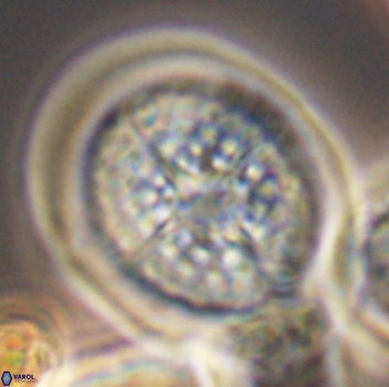 Cretarhabdus conicus 9861