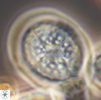Cretarhabdus conicus 9861
