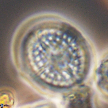 Cretarhabdus conicus 9862