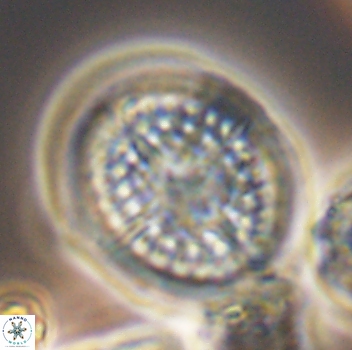 Cretarhabdus conicus 9862